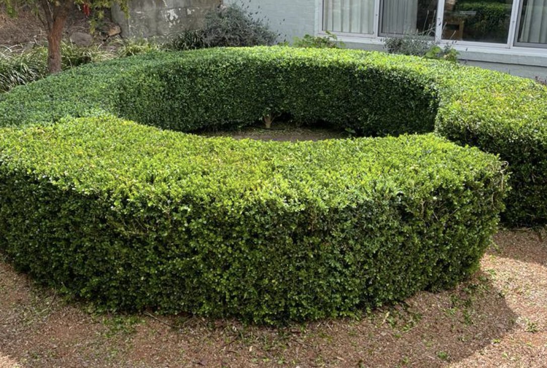 Hedge Trimming — Mowtion Gardens, Canberra