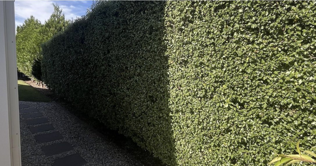 Hedge Trimming — Mowtion Gardens, Canberra