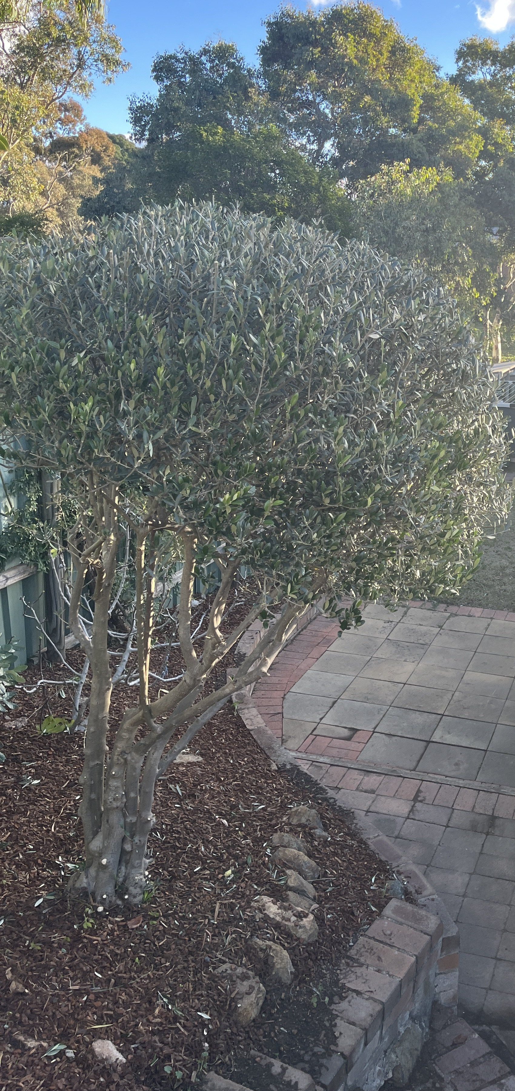 Pruning & Hedge Reduction — Mowtion Gardens, Canberra